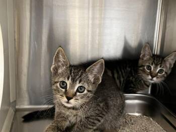 Domestic Short Hair Cats Available for Adoption in Tustin, California - POLKA DOT | PetCurious