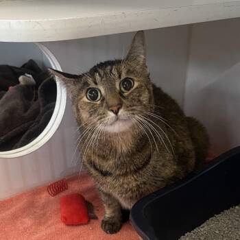 Charlotte (bonded w/ Wilbur) -  Domestic Short Hair Cat for Adoption in Oak Brook, Illinois - Charlotte (bonded W/ Wilbur) | PetCurious
