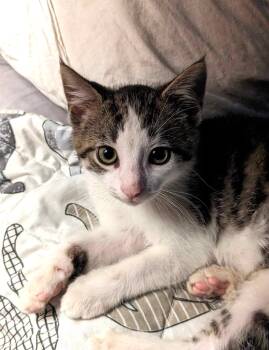 Rescue Domestic Short Hair Cats for Adoption in Boiling Springs, Pennsylvania - Foggy | PetCurious