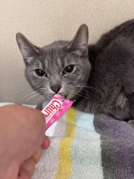 Sophie -  Domestic Short Hair Cat for Adoption in Hackensack, Minnesota - Sophie | PetCurious