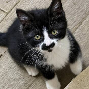 Vito the velcro kitten -  Domestic Short Hair Cat for Adoption - Vito The Velcro Kitten | PetCurious