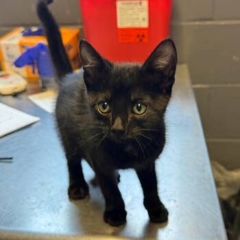 TUSC-Stray-85427 -  Domestic Short Hair Cat for Adoption in Tuscaloosa, Alabama - TUSC-Stray-85427 | PetCurious