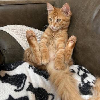 Sunny -  Domestic Short Hair Cat for Adoption in Greenfield, Indiana - Sunny | PetCurious