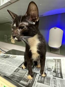KITTY SMALLS -  Domestic Short Hair Cat for Adoption in Jacksonville, Florida - KITTY SMALLS | PetCurious