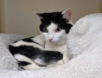 Zig Zag AVO -  Domestic Short Hair Cat for Adoption - Zig Zag AVO | PetCurious