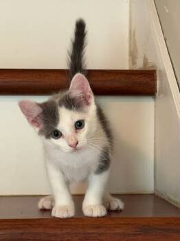 Rescue Domestic Medium Hair and Domestic Short Hair Cats for Adoption in Chamblee, Georgia - Chippy Mouse | PetCurious