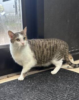 Iroh -  Domestic Short Hair Cat for Adoption in Dyersburg, Tennessee - Iroh | PetCurious