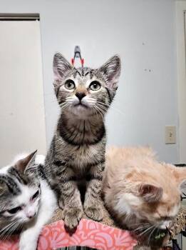 Nicks -  Domestic Short Hair Cat for Adoption in Calgary, Alberta - Nicks | PetCurious