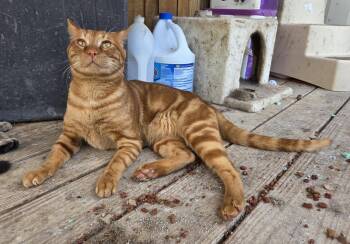 Teddy -  Domestic Short Hair and Tabby Cat for Adoption in Attalla, Alabama - Teddy | PetCurious