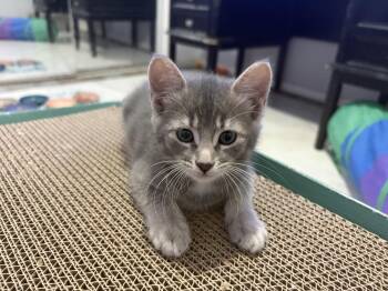 Tofu -  Domestic Short Hair Cat for Adoption in The Woodlands, Texas - Tofu | PetCurious