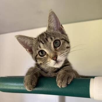 Gemma -  Domestic Short Hair Cat for Adoption in Honolulu, Hawaii - Gemma | PetCurious