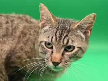 Gilbert -  Domestic Short Hair Cat Available for Adoption in Portland, Oregon - Gilbert | PetCurious