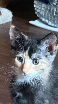 Tula -  Calico Cat for Adoption in Vancouver, Washington - Tula | PetCurious