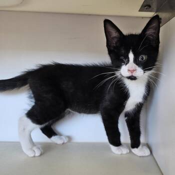 Goose -  Domestic Short Hair Cat for Adoption in Monroe, Michigan - Goose | PetCurious