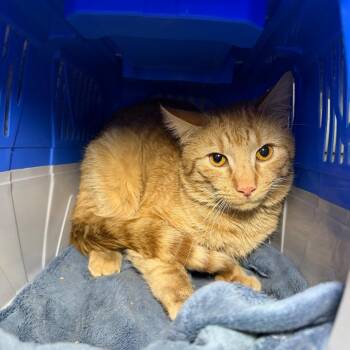 Domestic Short Hair Cats Available for Adoption - Huxley | PetCurious