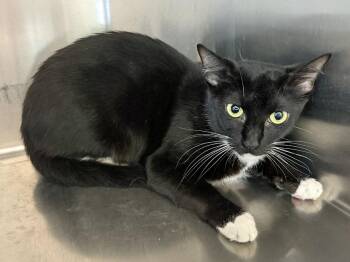 Ida -  Domestic Short Hair Cat for Adoption in Falmouth, Massachusetts - Ida | PetCurious