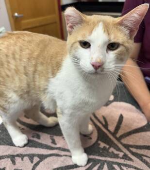 Binx King -  Domestic Short Hair Cat for Adoption in Saint Paul, Minnesota - Binx King | PetCurious