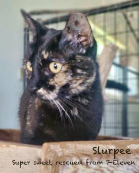 Slurpee -  American Shorthair and Domestic Short Hair Cat for Adoption in Mission Viejo, California - Slurpee | PetCurious