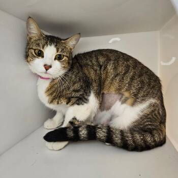 Domestic Short Hair Cats Available for Adoption - Maude | PetCurious