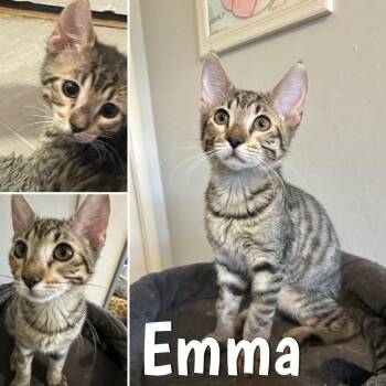 Emma -  Domestic Short Hair Cat for Adoption in Orangevale, California - Emma | PetCurious