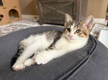 Tabby Cats Available for Adoption - FINN | PetCurious