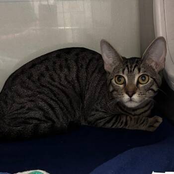 Domestic Short Hair Cats Available for Adoption - Nova (Harmony) | PetCurious