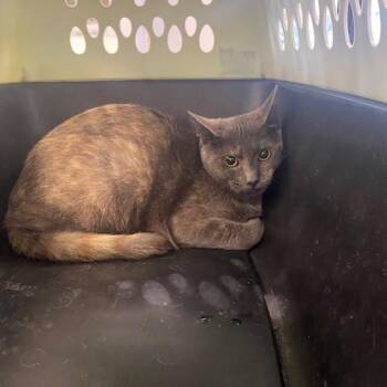 Ripley -  Domestic Short Hair Cat for Adoption in West Palm Beach, Florida - Ripley | PetCurious