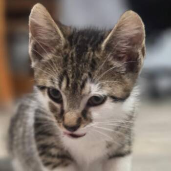 Big G -  Domestic Short Hair Cat for Adoption in Philadelphia, Pennsylvania - Big G | PetCurious