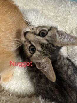 Domestic Short Hair Cats Available for Adoption in Hilton Head Island, South Carolina - Nugget | PetCurious