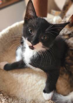 Domestic Short Hair Cats Available for Adoption in Hudson, New York - Cowboy | PetCurious