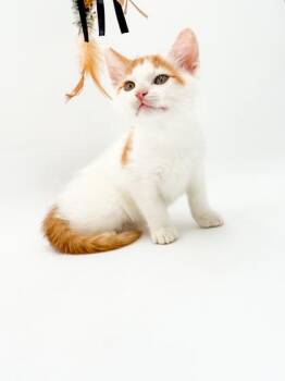 Tate -  Domestic Short Hair Cat for Adoption in Bowling Green, Kentucky - Tate | PetCurious