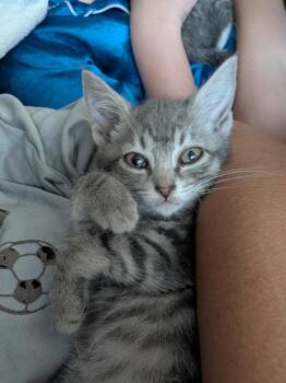 Stormy - (Weather Kittens) -  American Shorthair Cat for Adoption in Bordentown, New Jersey - Stormy - (Weather Kittens) | PetCurious