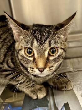 Bloop -  Domestic Short Hair Cat for Adoption in Wichita, Kansas - Bloop | PetCurious