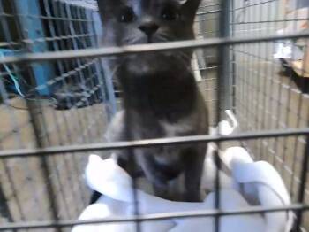 Domestic Short Hair Cats Available for Adoption in Tulsa, Oklahoma - LYNN | PetCurious