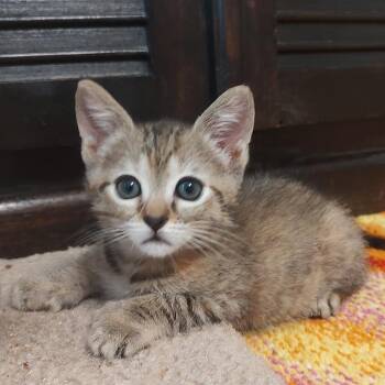 Princess Peach -  Domestic Medium Hair Cat for Adoption in Chattanooga, Tennessee - Princess Peach | PetCurious