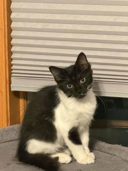 Wanda -  Domestic Short Hair Cat for Adoption in Battle Creek, Michigan - Wanda | PetCurious
