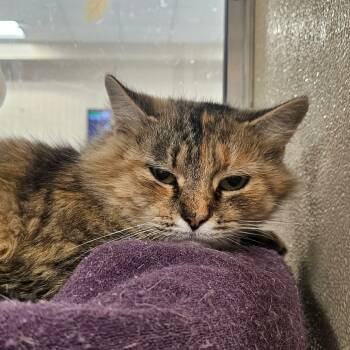 Rescue Domestic Long Hair Cats for Adoption in Chatham, Virginia - Danica | PetCurious