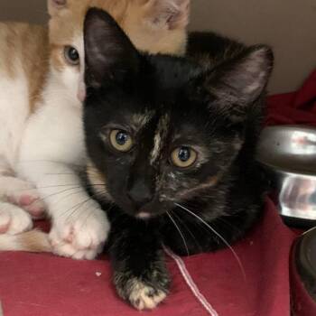 Eleven -  Domestic Short Hair Cat for Adoption in Cleveland, Mississippi - Eleven | PetCurious