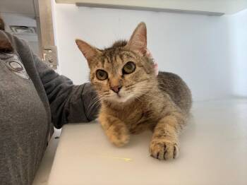 Domestic Short Hair Cats Available for Adoption in Columbia, Tennessee - Nuggie | PetCurious