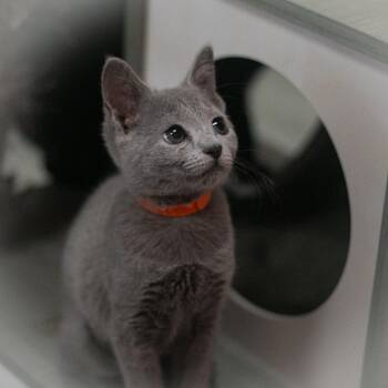 Indigo -  Russian Blue and British Shorthair Cat for Adoption in St. Augustine, Florida - Indigo | PetCurious