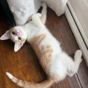 Stendarr -  Domestic Short Hair Cat for Adoption in Los Angeles, California - Stendarr | PetCurious