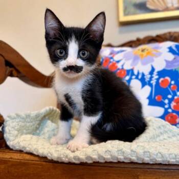 Rocky Mountaineer Mustache McCute -  Tuxedo and Domestic Short Hair Cat for Adoption in Friendswood, Texas - Rocky Mountaineer Mustache McCute | PetCurious