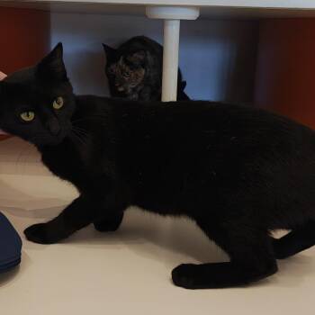 Amica -  Domestic Short Hair Cat for Adoption in Bentonville, Arkansas - Amica | PetCurious