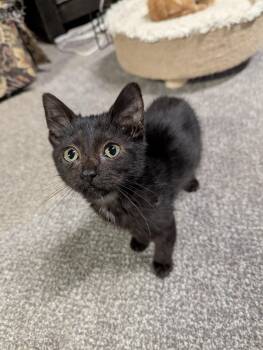 Rescue Domestic Short Hair Cats for Adoption - Smalls | PetCurious