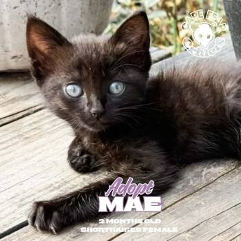 Mae -  Domestic Short Hair Cat for Adoption in Wilmington, North Carolina - Mae | PetCurious