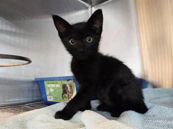 NIMBUS -  Domestic Short Hair Cat for Adoption in Martinez, California - NIMBUS | PetCurious