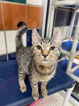 Rescue Domestic Short Hair Cats for Adoption in Houston, Texas - Miguel | PetCurious