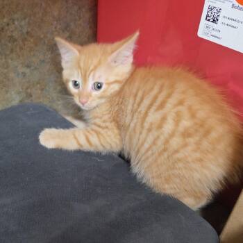 Tabby and Tiger Cats Available for Adoption in Clarksville, Virginia - Pig Lilly | PetCurious