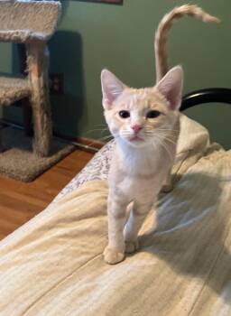 Peso -  Domestic Short Hair and Tabby Cat for Adoption in Columbus, Minnesota - Peso | PetCurious