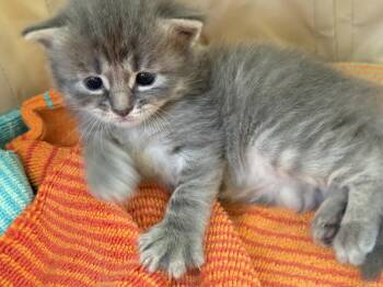 Storm -  Domestic Long Hair Cat for Adoption in St. Augustine, Florida - Storm | PetCurious